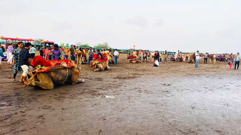 Decorated camels for ride at Dumas Beach Surat