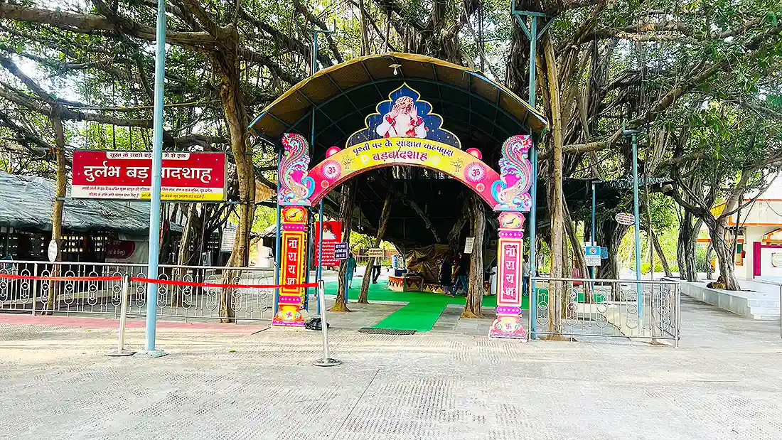 Kalpavriksha wishing tree area at the Jahangirpura ashram, a large banyan with a decorated pink archway leading in