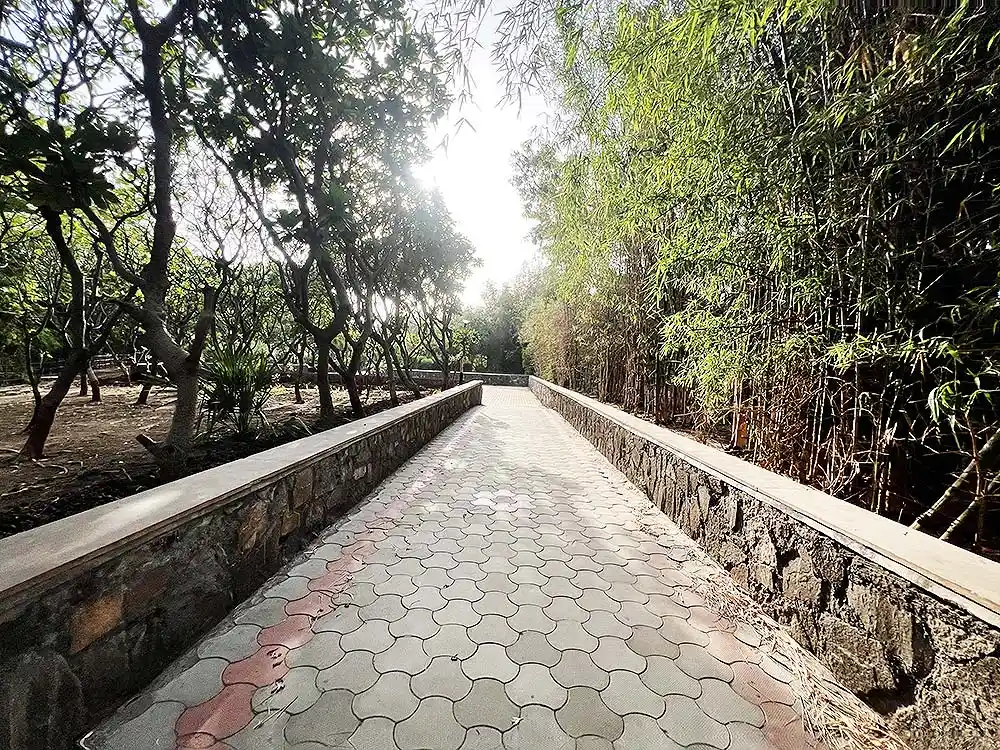Paved walking path lined with bamboo trees inside Botanical Garden Surat during afternoon